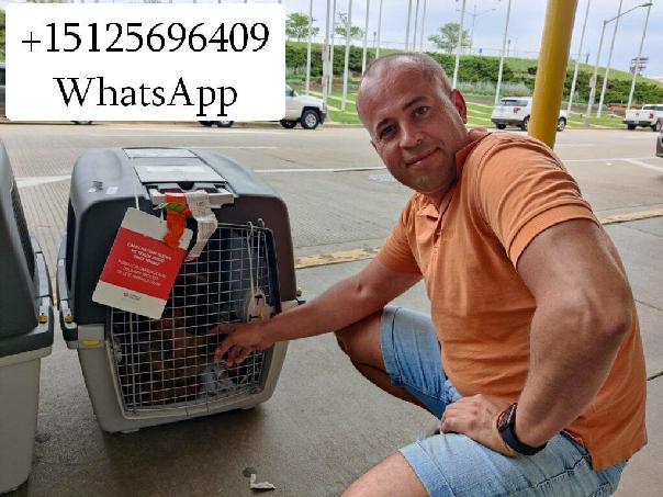 Перевозка животных в Америку и Европу Перевозка животных в Америку и Европу