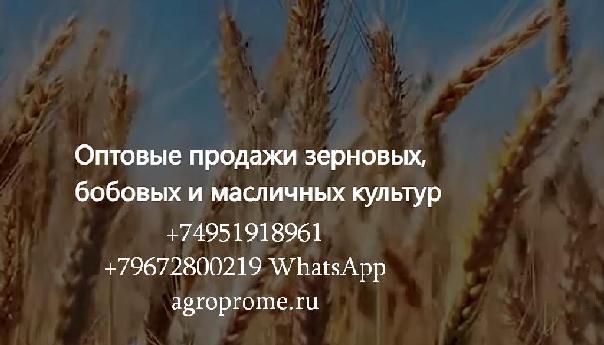ООО Агропром - оптовая реализация продуктов питания экспорт ООО Агропром - оптовая реализация продуктов питания экспорт