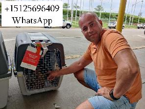 Перевозка животных в Америку и Европу